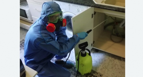 Уничтожение муравьев в квартире. Торковичи