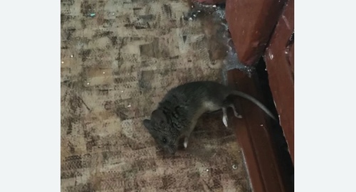 Дезинфекция от мышей в Торковичи