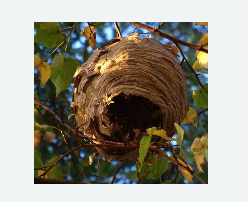 Обработка от шершней в Торковичи