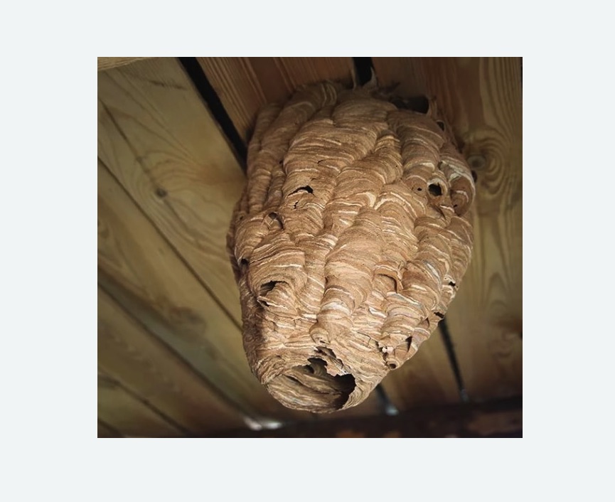 обработка от шершней в Торковичи