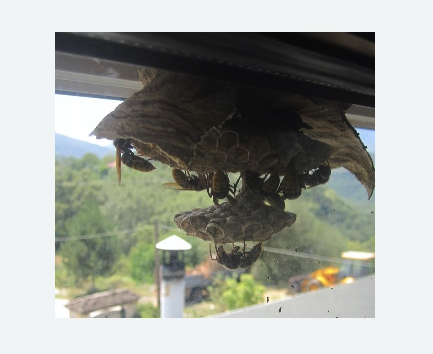 Уничтожение гнёзд шершней в Торковичи