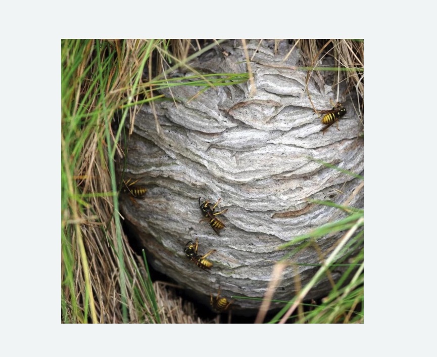 Уничтожение ос и ульев в Торковичи